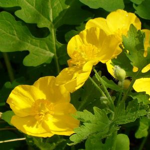 Celandine Poppy, Yellow Wood Poppy, Stylophorum diphyllum
